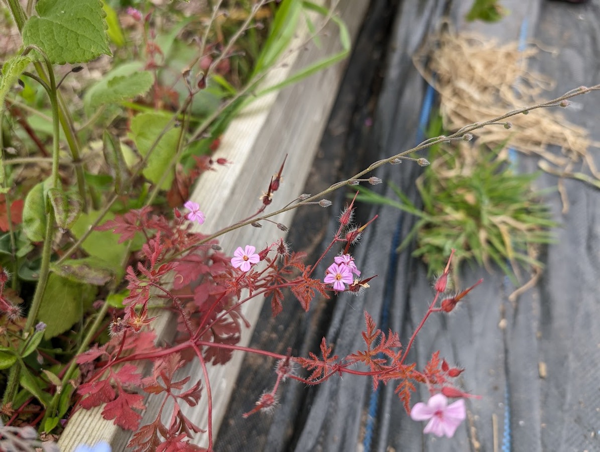 Herb Robert